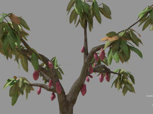 cacao tree type ccn51 with fruit 3D Model
