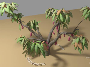 cacao tree type ccn51 with fruit 3D Model