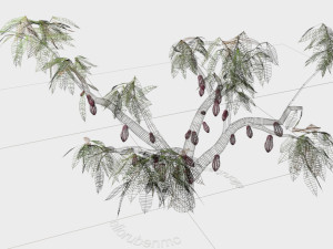 cacao tree type ccn51 with fruit 3D-Modell