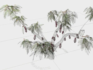 cacao tree type ccn51 with fruit 3D Model
