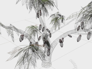 cacao tree type ccn51 with fruit 3D-Modell