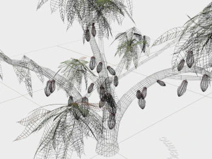 cacao tree type ccn51 with fruit 3D Model