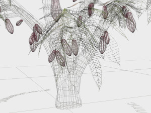 cacao tree type ccn51 with fruit 3D-Modell