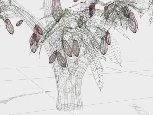 cacao tree type ccn51 with fruit 3D Model