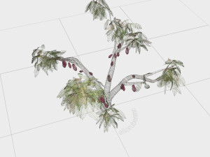 cacao tree type ccn51 with fruit 3D-Modell