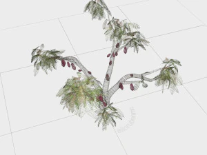 cacao tree type ccn51 with fruit 3D Model