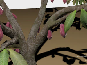 cacao tree type ccn51 with fruit 3D Model