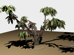 cacao tree type ccn51 with fruit 3D Model