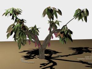 cacao tree type ccn51 with fruit 3D Model