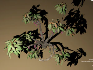 cacao tree type ccn51 with fruit 3D Model