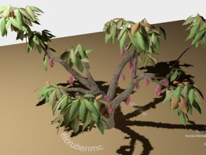 cacao tree type ccn51 with fruit 3D-Modell