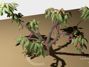 cacao tree type ccn51 with fruit 3D Model