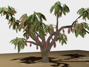 cacao tree type ccn51 with fruit 3D Model