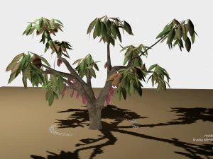 cacao tree type ccn51 with fruit 3D Model