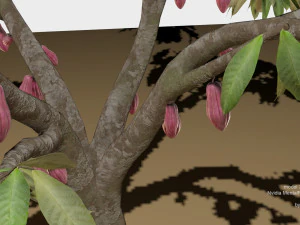 cacao tree type ccn51 with fruit 3D Model