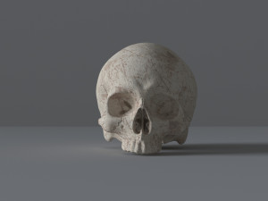 human skull Model 3D
