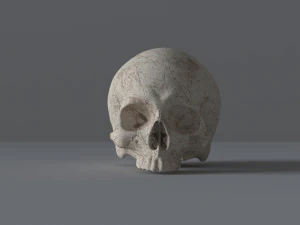 ludzka czaszka Model 3D