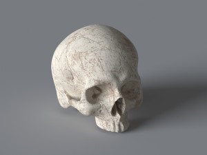 human skull Modello 3D