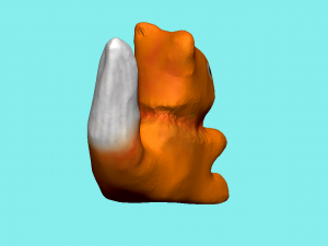 squirrel high-poly Modèle 3D