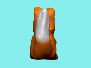 squirrel high-poly Modèle 3D