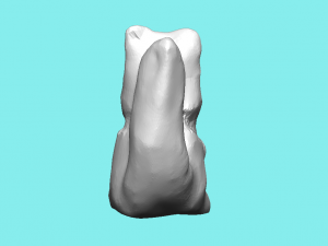 squirrel high-poly Modèle 3D