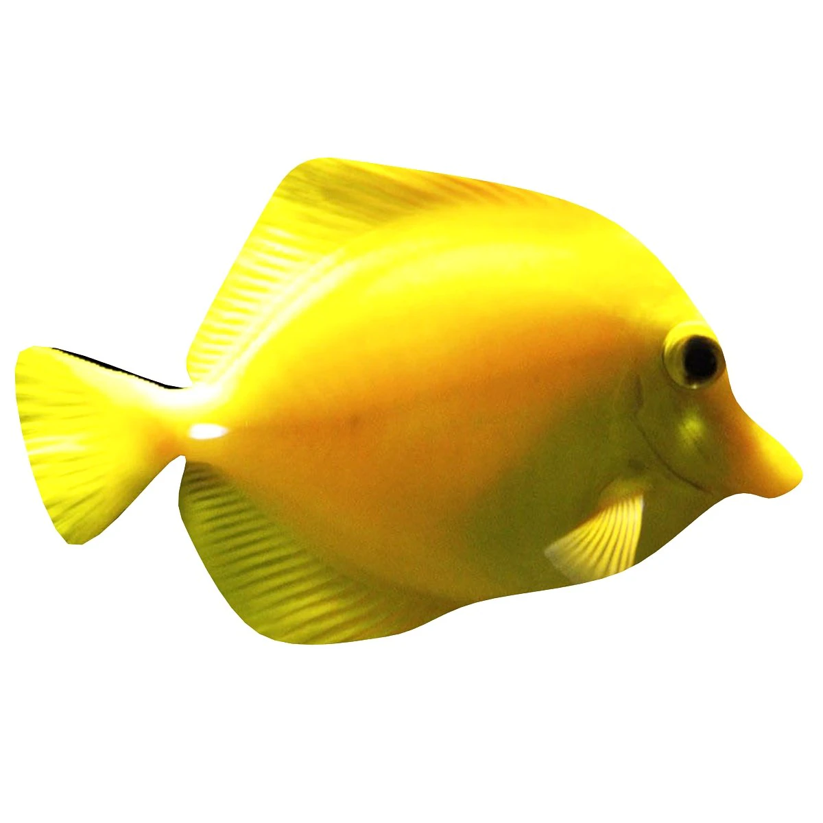 yellow tang tropical fish 3D Model .c4d .max .obj .3ds .fbx .stl .blend