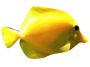 yellow tang tropical fish 3D-Modell