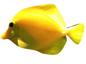 yellow tang tropical fish 3D Модель