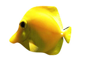 yellow tang tropical fish 3D Model