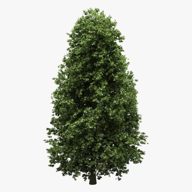 horse-chestnut aesculus hippocastanum 3Dモデル .c4d .max .obj .3ds .fbx .stl .blend 