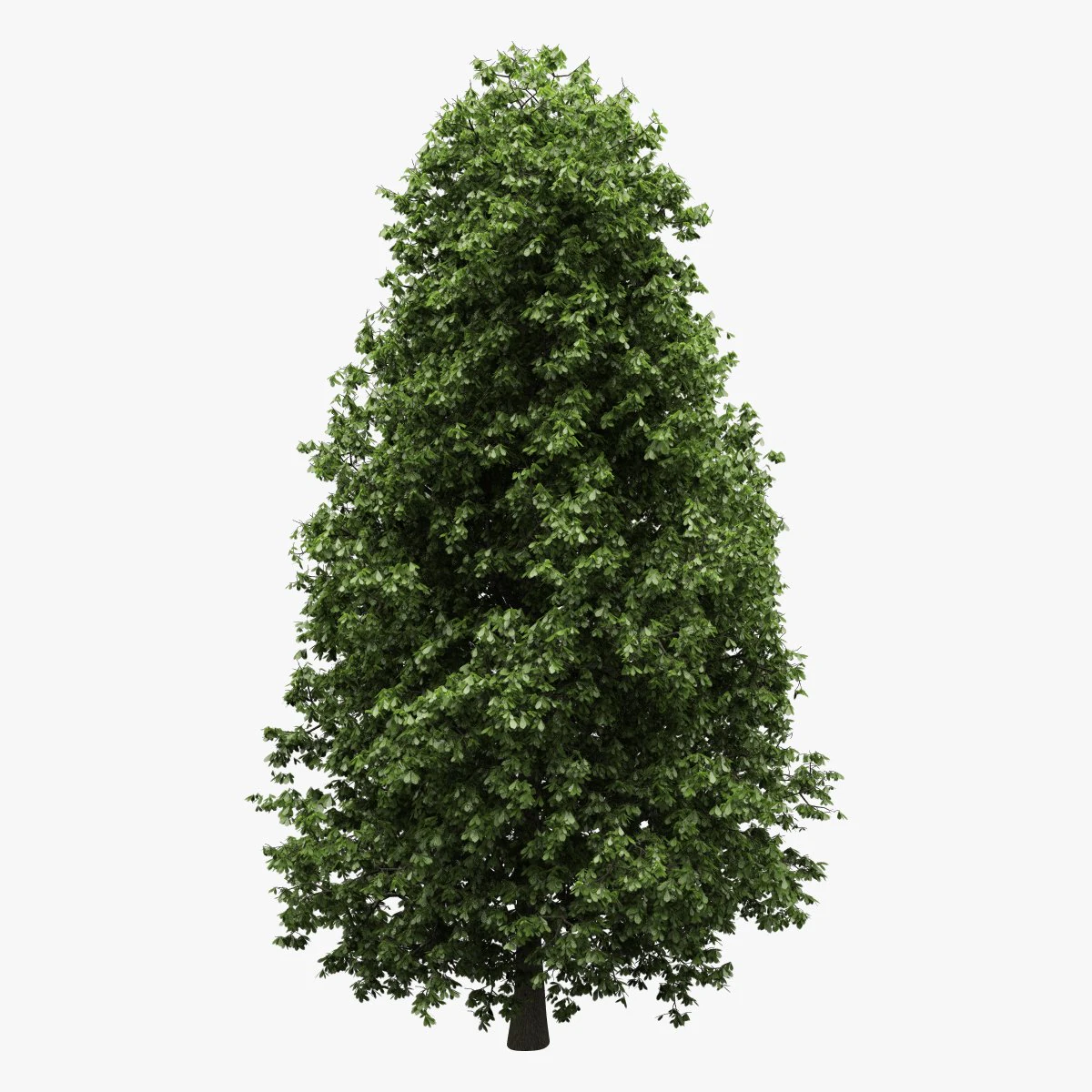 horse-chestnut aesculus hippocastanum 3D Model .c4d .max .obj .3ds .fbx .stl .blend 