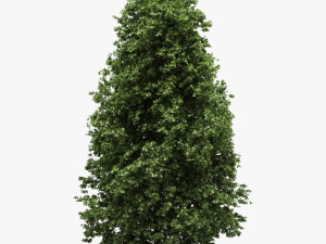 horse-chestnut aesculus hippocastanum 3D Model