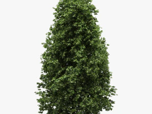 at kestanesi aesculus hippocastanum 3D Model