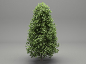 horse-chestnut aesculus hippocastanum 3Dモデル