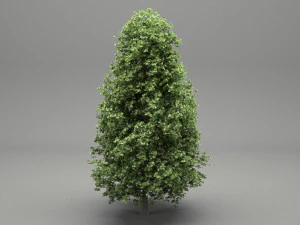 horse-chestnut aesculus hippocastanum 3D Model