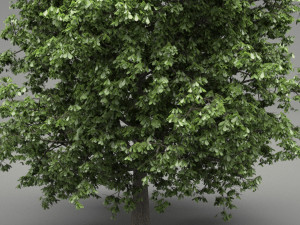 horse-chestnut aesculus hippocastanum 3Dモデル