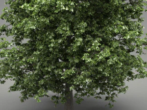 horse-chestnut aesculus hippocastanum 3D Model