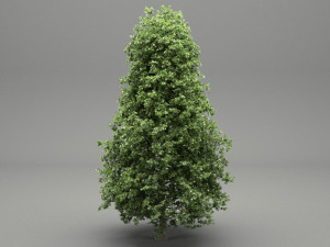 horse-chestnut aesculus hippocastanum 3Dモデル