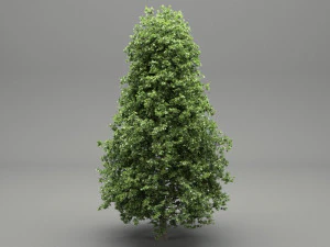 horse-chestnut aesculus hippocastanum 3D Model