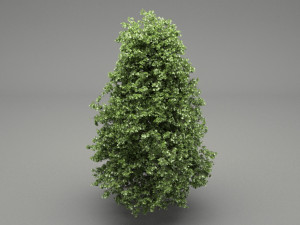 horse-chestnut aesculus hippocastanum 3Dモデル
