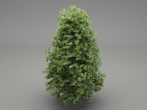 horse-chestnut aesculus hippocastanum 3D Model