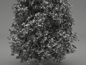 horse-chestnut aesculus hippocastanum 3Dモデル