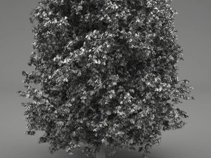 horse-chestnut aesculus hippocastanum 3D Model