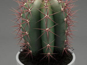 realistic potted plant 004 3D मॉडल