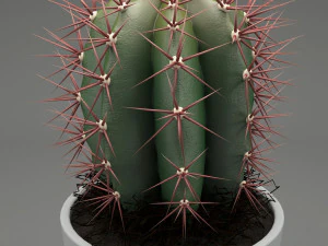 realistic potted plant 004 3D Model