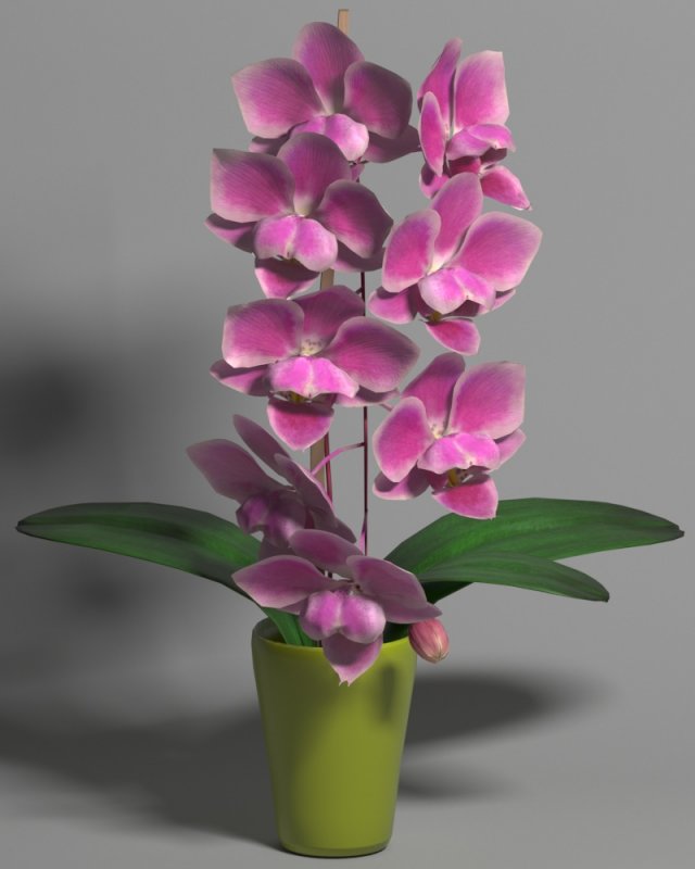 orchid phal young king 3D Модель .c4d .max .obj .3ds .fbx .stl .blend 