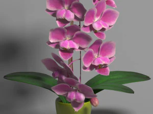orchid phal young king 3D Model