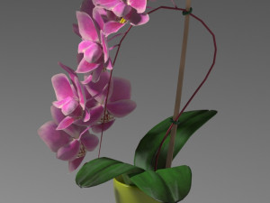 orchid phal young king 3D Модель