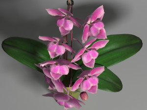 orchid phal young king 3D Модель