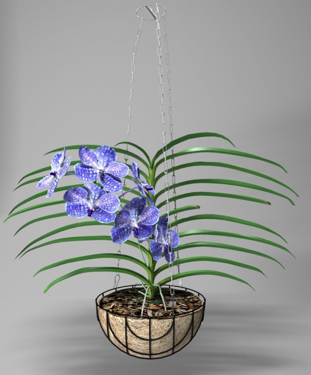 orchid vandacoerulea 3D 模型 .c4d .max .obj .3ds .fbx .stl .blend 